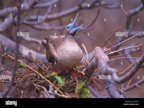 Bird Sulidae .